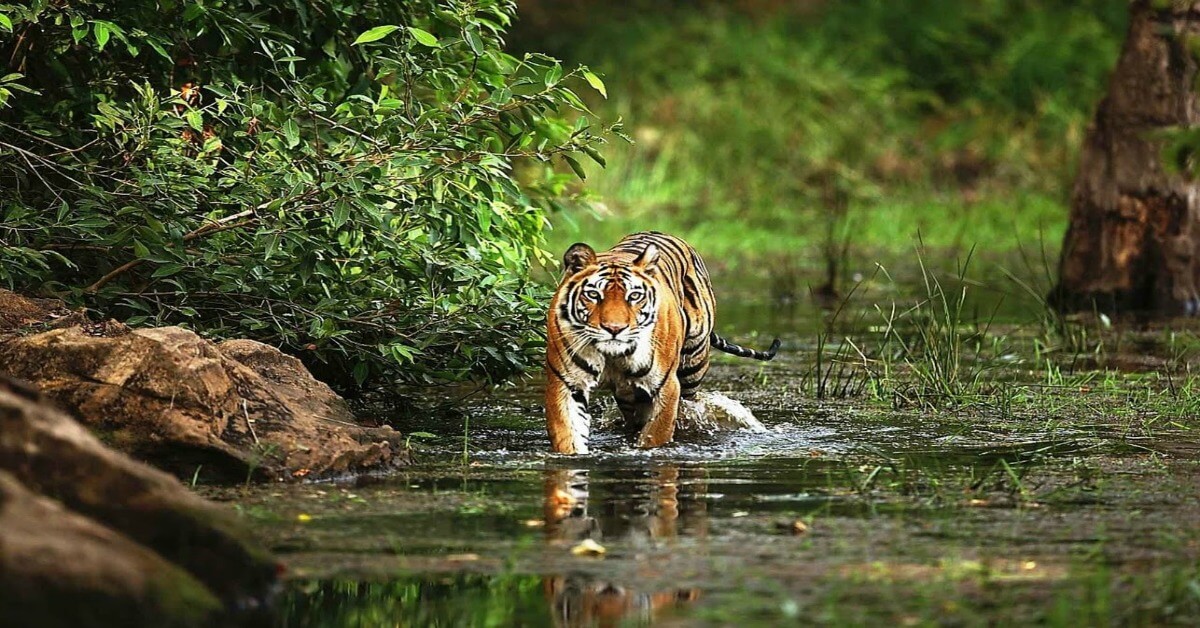 Tiger Reserves